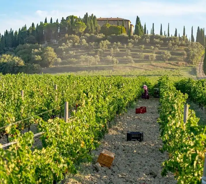 2017 Argiano Rosso Di Montalcino DOC - Image 4