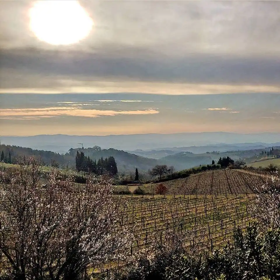 2016 Castellare di Castellina Chianti Classico Riserva DOCG - Image 2