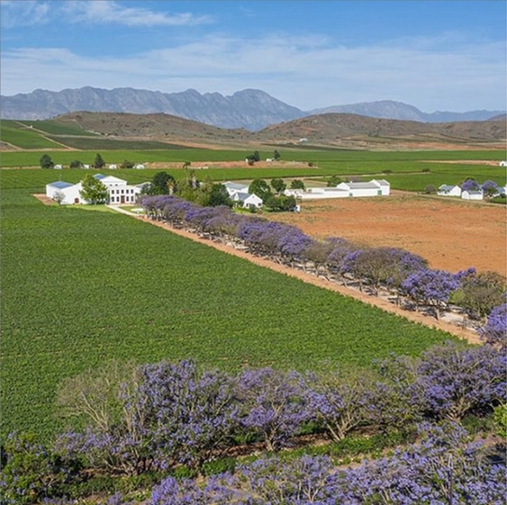 2018 De Wetshof Lesca South Africa - Image 4