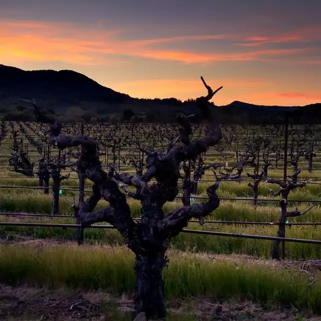 2014 Ridge Geyserville Alexander Valley - Image 3