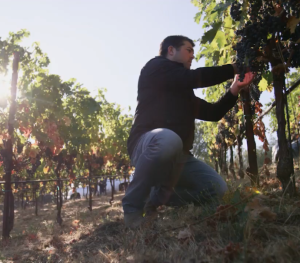 2016 Belle Glos Clark & Telephone Pinot Noir Santa Maria Valley - Image 3