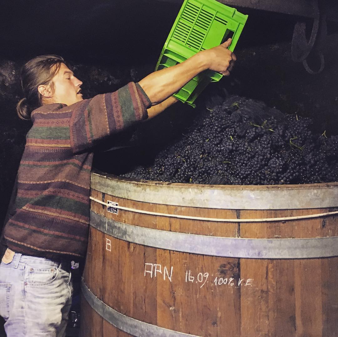 2022 Wasenhaus Spatburgunder - Imagen 2