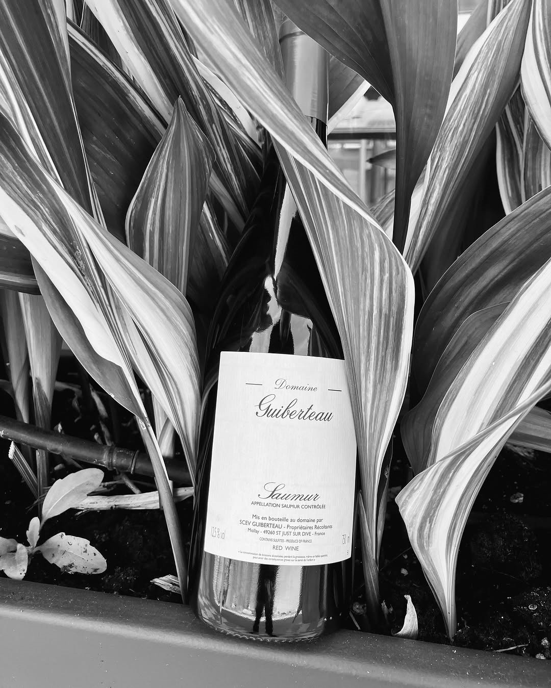 2021 Domaine Guiberteau Saumur Les Moulins Rouge - Image 3