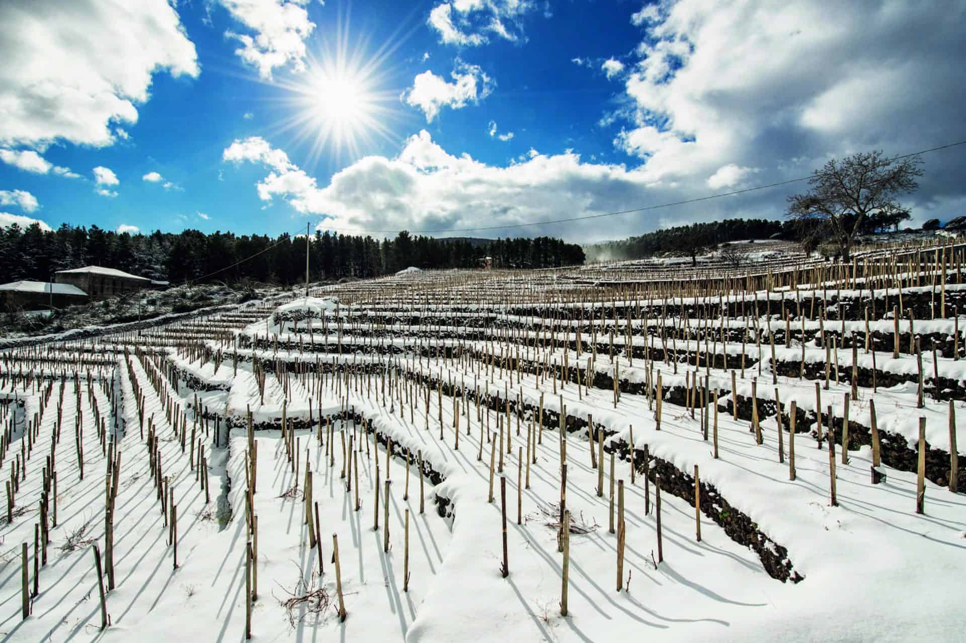 2018 Alta Mora Etna Bianco - Image 2