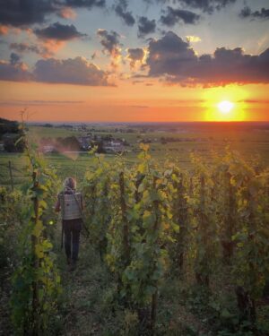 2016 Arnaux Lachaux Bourgogne Pinot Fin - Imagen 2