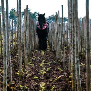 Pierre Gerbais Brut Nature L Audace - Imagen 3